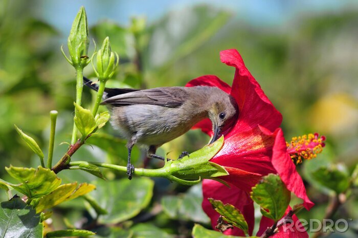 Fototapete grauer Vogel mit einer schönen Blume