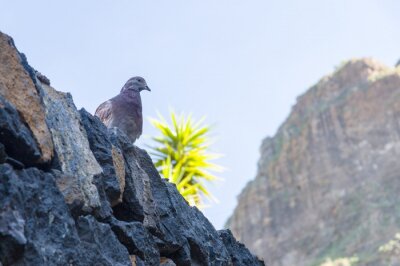 Fototapete grauer Vogel vor dem Hintergrund einer Bergkette