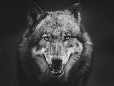 Grauer Wolf auf dunklem Hintergrund
