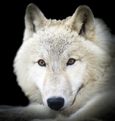 Fototapete Grauer Wolf auf dunklem Hintergrund
