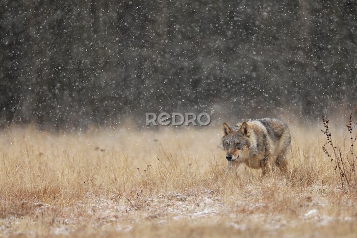 Fototapete Grauer Wolf auf einer Wiese