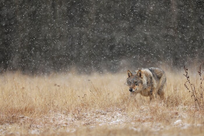 Fototapete Grauer Wolf auf einer Wiese