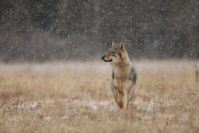 Fototapete Grauer Wolf auf einer Wiese wandernd