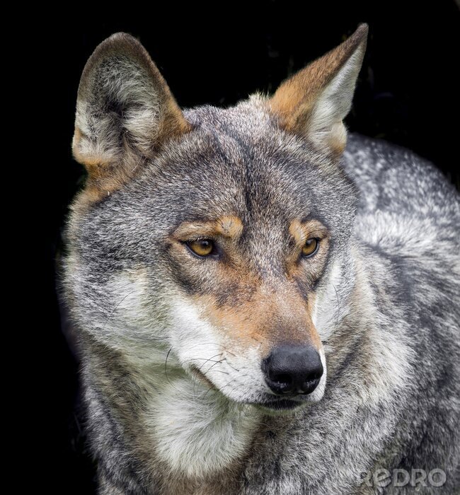 Fototapete grauer Wolf auf schwarzem Hintergrund