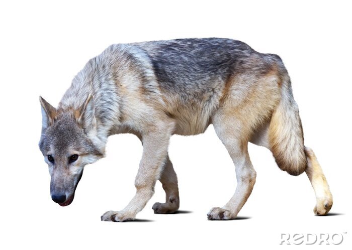Fototapete grauer Wolf auf weißem Hintergrund