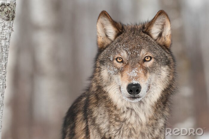 Fototapete Grauer Wolf (Canis lupus) Portrait