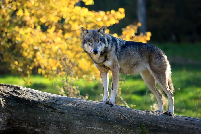 Fototapete Grauer Wolf im Herbst