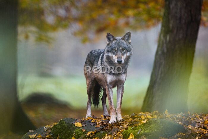 Fototapete Grauer Wolf im Herbstwald