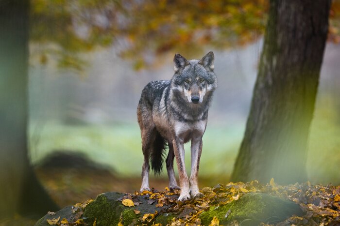 Fototapete Grauer Wolf im Herbstwald