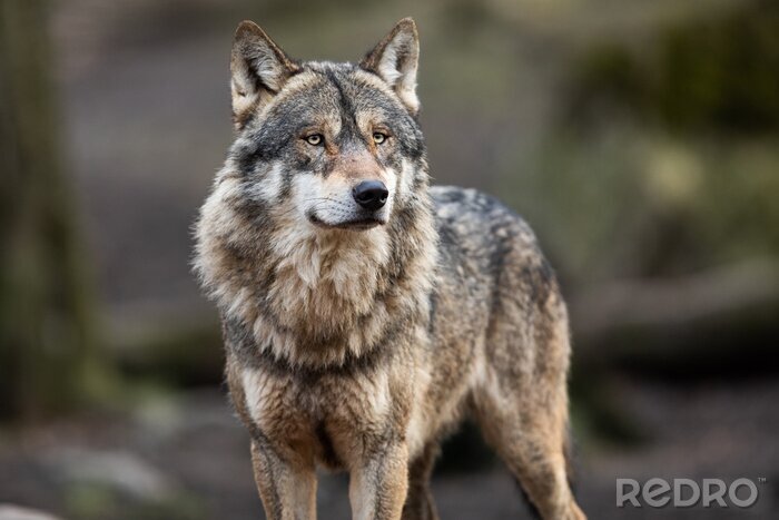 Fototapete Grauer Wolf im Wald Porträt