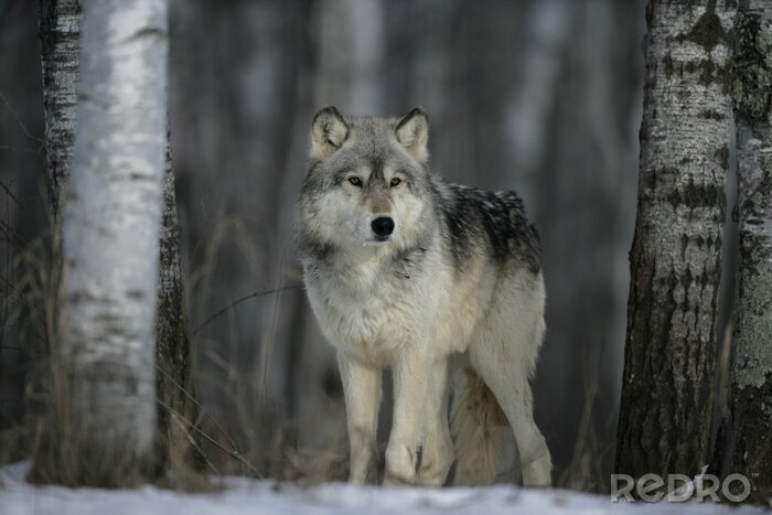 Fototapete grauer Wolf im Winterwald