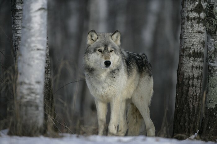 Fototapete grauer Wolf im Winterwald