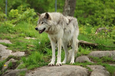 Fototapete grauer Wolf in der Wildnis