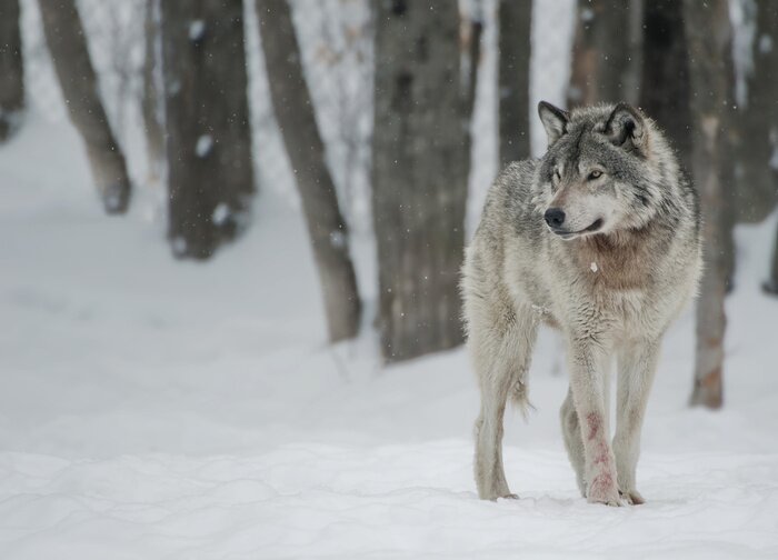 Fototapete Grauer Wolf in der Winterkulisse