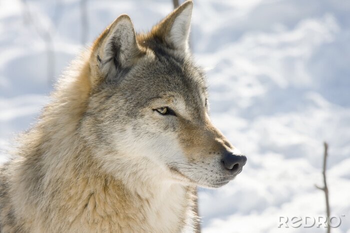 Fototapete grauer Wolf in der Winterlandschaft