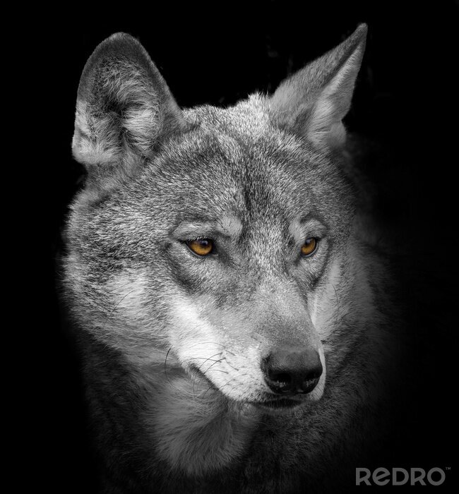 Fototapete Grauer Wolf Porträt