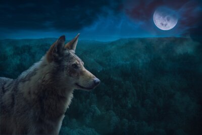Fototapete Grauer Wolf vor dem Hintergrund des Waldes während des Vollmondes