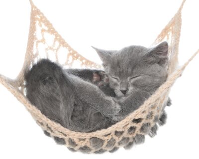 Fototapete Graues Kätzchen auf einer Hängematte