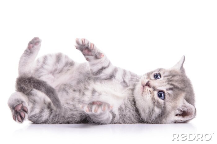 Fototapete graues Kätzchen auf hellem Hintergrund