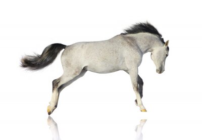 Fototapete Graues pferd auf weißem hintergrund