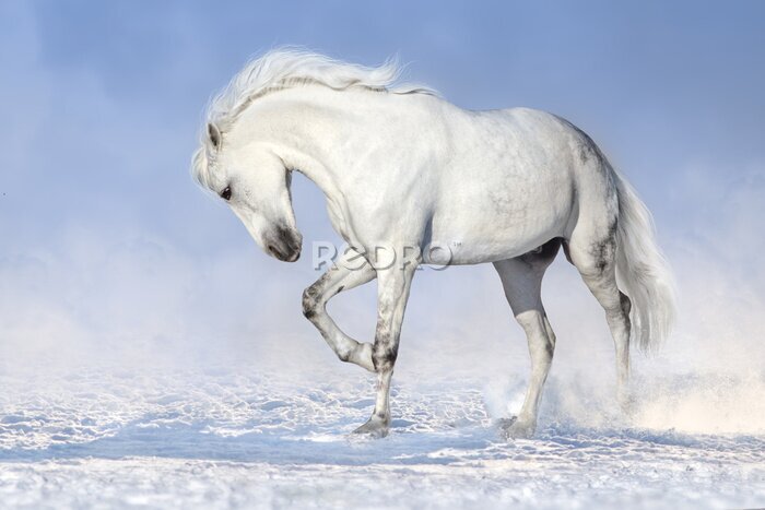 Fototapete Graues Pferd im Schnee