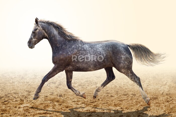 Fototapete Graues Pferd im Trab
