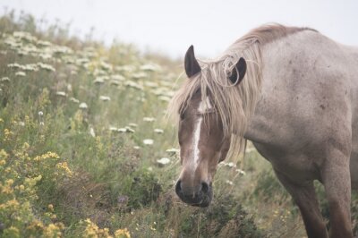 Fototapete Graues Pferd inmitten der Blumen