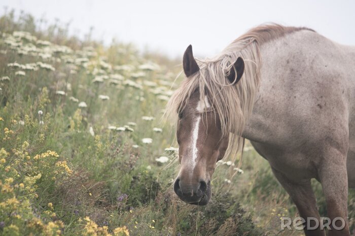 Fototapete Graues Pferd inmitten der Blumen