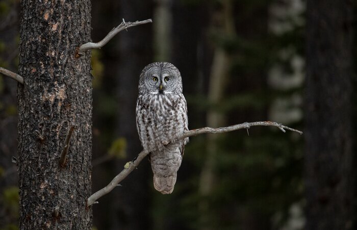 Fototapete Graueule auf einem Ast sitzend