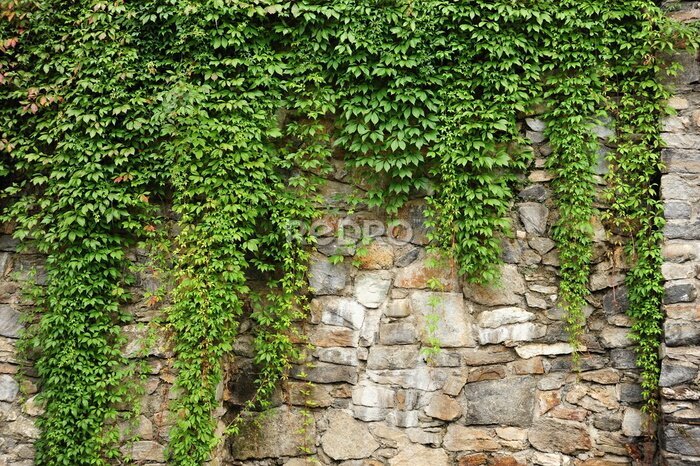 Fototapete Green ivy