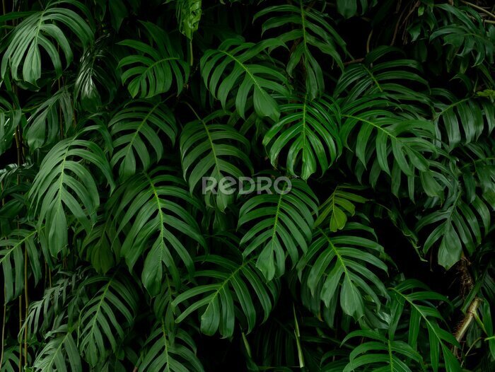 Fototapete Green monstera philodendron tropical plant leaves vine background