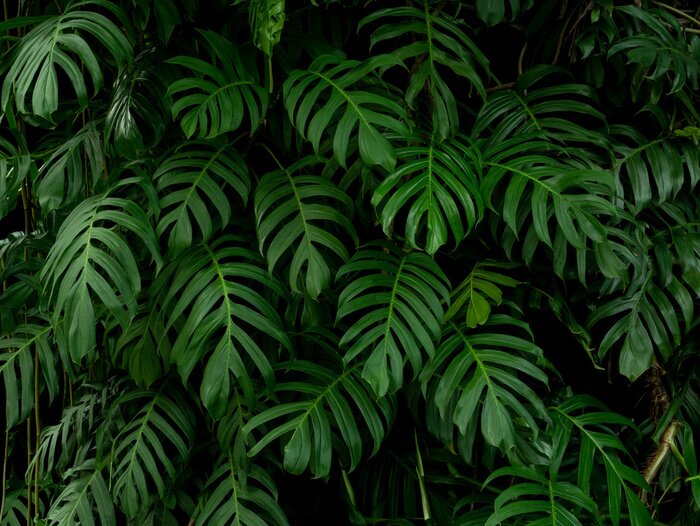 Fototapete Green monstera philodendron tropical plant leaves vine background