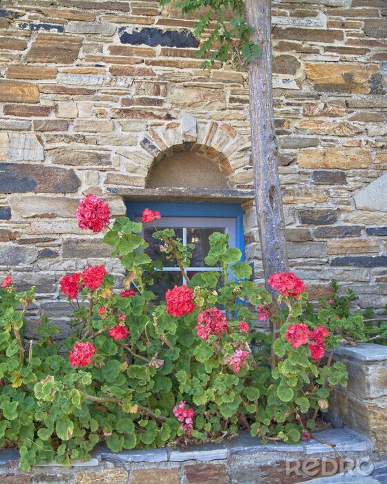 Fototapete Griechenland, Insel Tinos, Stein Wand mit blauen Fenster und Blumen