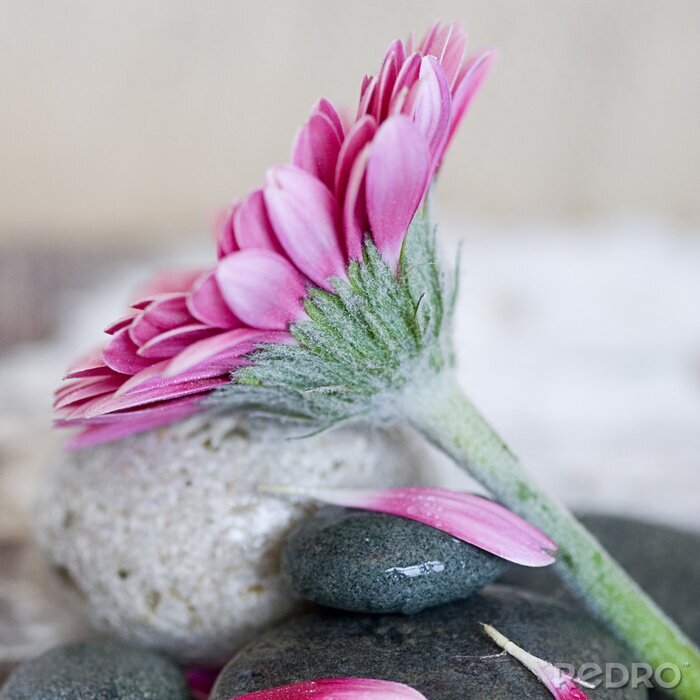 Fototapete Große Blume auf Steinen