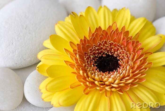 Fototapete Große gelbe Blume auf Steinen