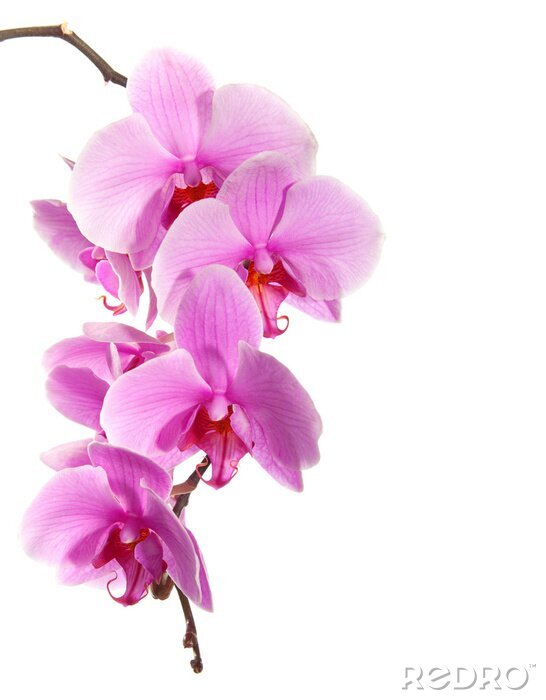 Fototapete Große Orchideenblüten