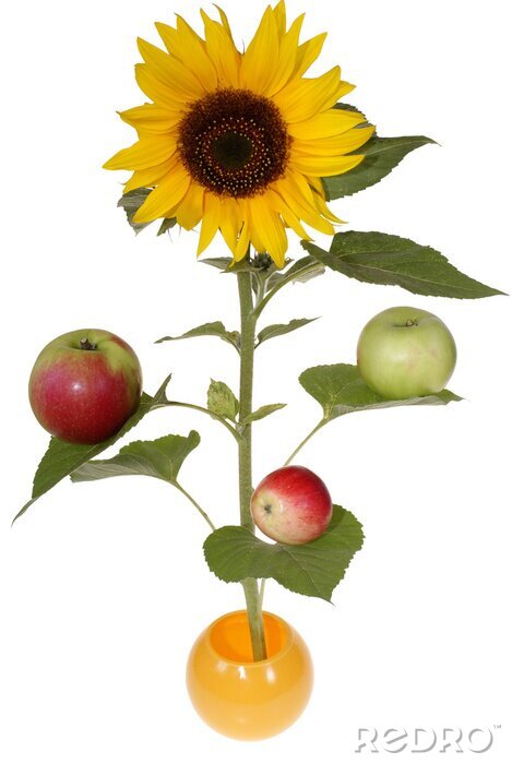Fototapete große Sonnenblume mit Äpfeln auf Blätter auf weißem Hintergrund isoliert