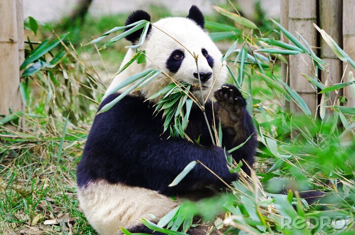 Fototapete Großer panda frisst bambus