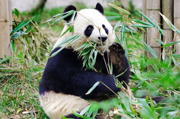 Fototapete Großer panda frisst bambus