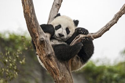 Fototapete Großer panda in einem baum