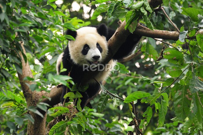 Fototapete Großer Panda klettert auf einen Baum