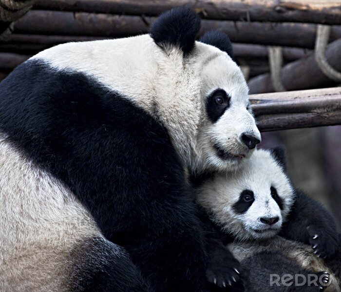 Fototapete Großer panda mit einem baby
