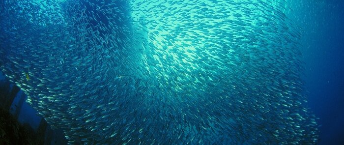Fototapete Großer Sardinenschwarm