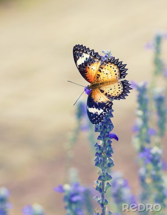 Fototapete Großer Schmetterling auf Lavendel