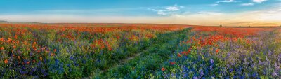 Fototapete Großes Panorama von Mohnblumen und Glockenblumen Feld mit Pfad