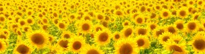 Fototapete Großes Sonnenblumenfeld