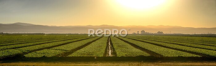 Fototapete Growing Fields Of California