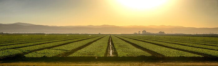 Fototapete Growing Fields Of California