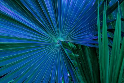 Fototapete Grün-blaue Palmenblätter