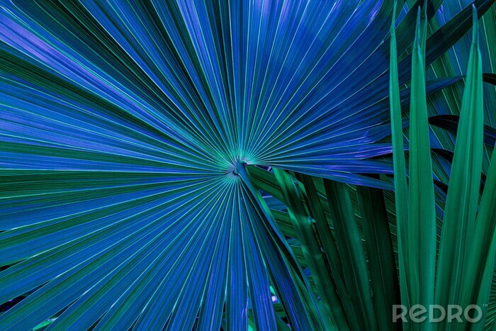 Fototapete Grün-blaue Palmenblätter